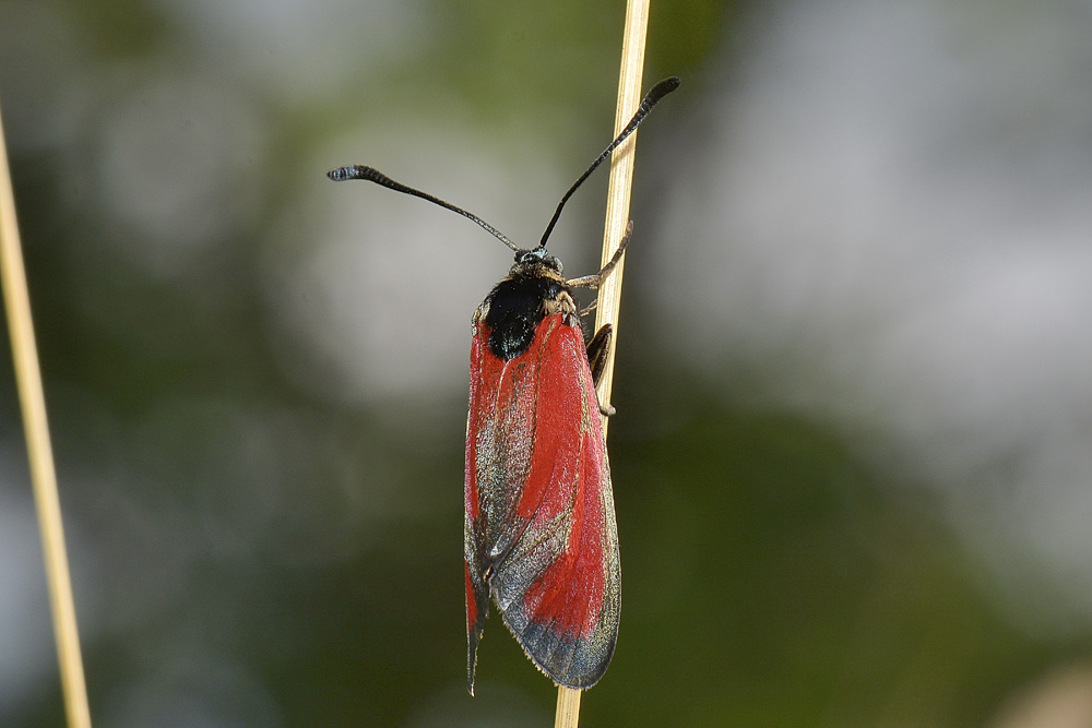 Zygaenidae da id - Zygaena (Mesembrynus) erythrus